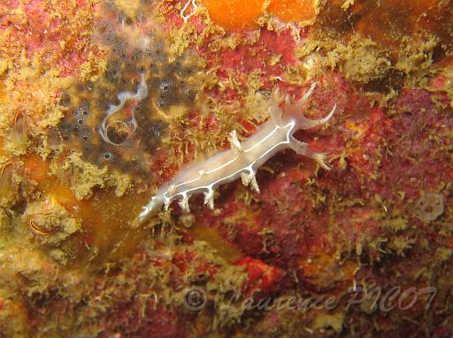 Tritonia lineata 3.JPG - Mer de la Manche - Cherbourg